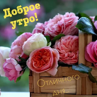 🌞 ДОБРОГО УТРА / ДОБРОЕ УТРО / С ДОБРЫМ УТРОМ / ДОБРОГО УТРА ЛЮБИМОЙ / ДОБРОЕ  УТРО КАРТИНКИ / ПИОНЫ | Доброе утро, Картинки, Пионы