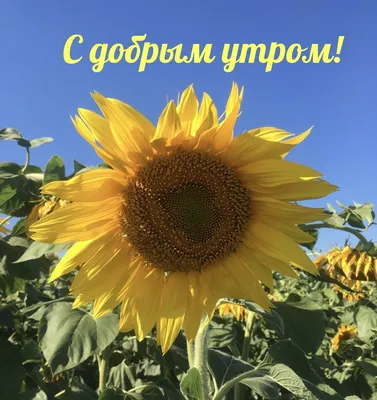 Pin by Елена on Летнее утро | Sunflower quotes, Growing quotes, Instagram  captions