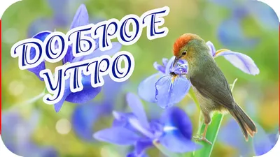 Доброе утро! ❤️Чудо природы - гроздья рябины зимой...❤️Невероятно  красиво!❤️Good morning!❤️ - YouTube