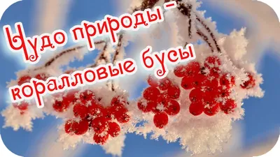 С добрым утром природа - 51 картинка