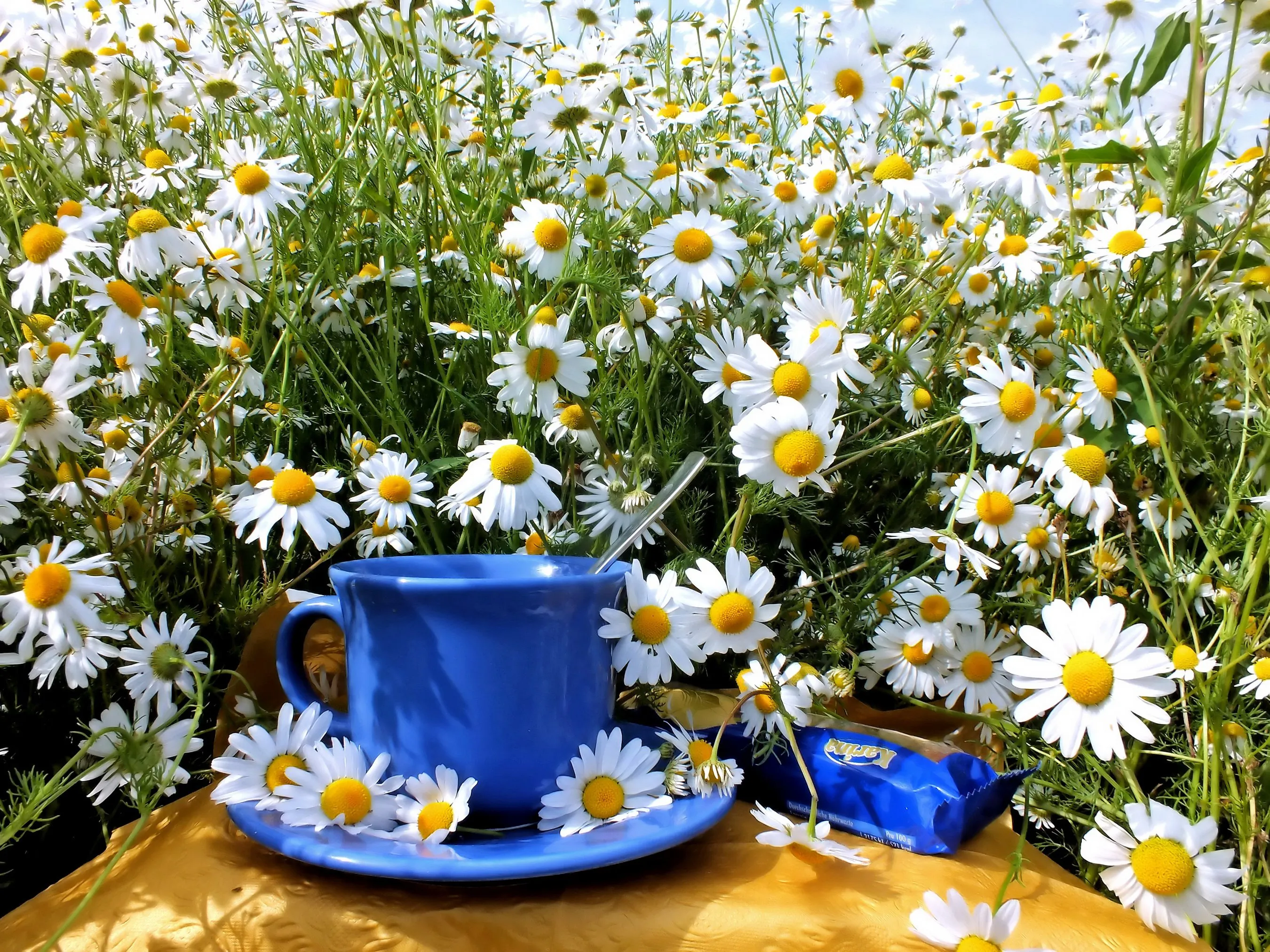 С добрым утром и прекрасного дня! 🥰 #доброеутро #цветы#букет#ромашки#розы#мак#орхидея  # | Instagram