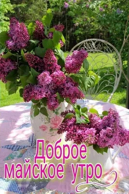 Olgа🌺🌿 on X: "@2512_nata Доброе утро, Натали! 🌸🌾  /muV2dzzD68" / X