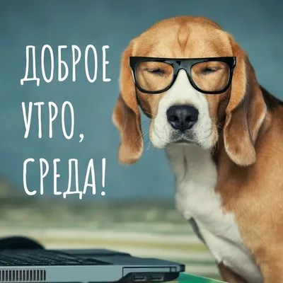 Pin by Tatiana Chiurcciu on Доброе утро | Cute funny dogs, Dogs, Cute  animals