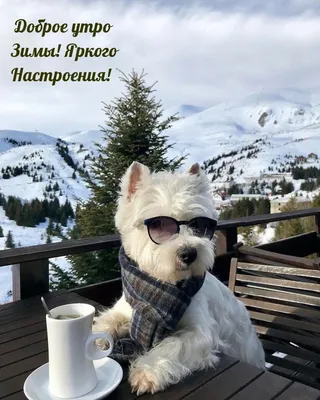 Открытка "С добрым утром" со смешной собакой в куртке на даче • Аудио от  Путина, голосовые, музыкальные