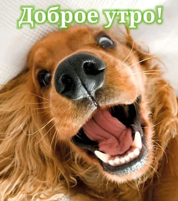 Pin di Светлана su Доброе утро | Animali, Buon pomeriggio, Cani