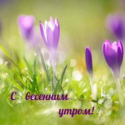 ДОБРОЕ 🦋🍃🌞🌿🦋 УТРО! СКОРО ЛЕТО! С последним месяцем Весны! | Весна,  Лето, Зимние сцены