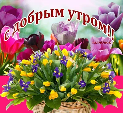 С Добрым утром. Воскресенье. in 2023 | Greetings for the day, Greetings