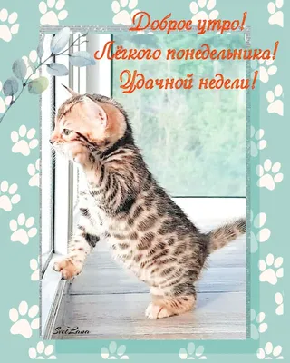 Доброе утро котенок [45 картинок]