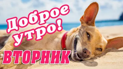 Утро добрым бывает! | Приют для собак «Доброе Сердце» | Дзен