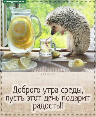 Прикольная открытка "С Добрым утром Среды", с ёжиком • Аудио от Путина,  голосовые, музыкальные