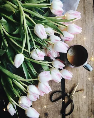 С добрым утром-СТЕПЬ!" / степные тюльпаны утро