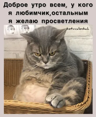 Мемы субботы, с приветом😹 из отпуска | Кот в валенках Марсель | Дзен