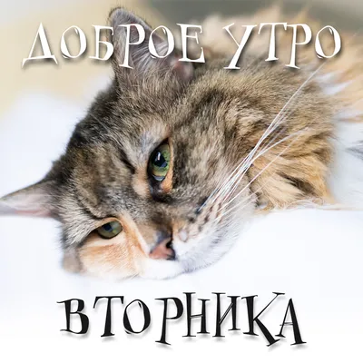 Красивые картинки "Доброе утро вторника!" (103 шт.)