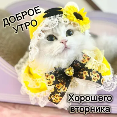 💕💕💕С Добрым Утром!💕💕💕 ПРИВЕТ, вторник! УДАЧНОГО ДНЯ и ХОРОШЕГО  НАСТРОЕНИЯ💕💕💕 - YouTube