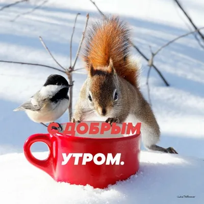 Картинки "С Добрым Зимним Утром!" (500+)