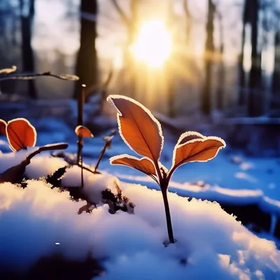 Доброе зимнее утро воскресенья - новые картинки (92 ФОТО) в 2023 г |  Картинки, Открытки, Воскресенье