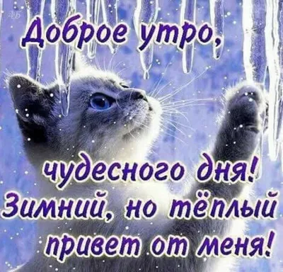 Картинка "С добрым зимним утром!", с прикольным котиком • Аудио от Путина,  голосовые, музыкальные