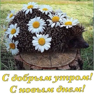 Картинка - Доброго летнего дня!.