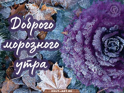 Доброго морозного утра | Зимние картинки, Поздравительные открытки, Открытки