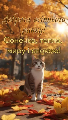 Доброго осіннього ранкку - картинка з котом - Листівка Доброго ранку.  Завантажити на телефон