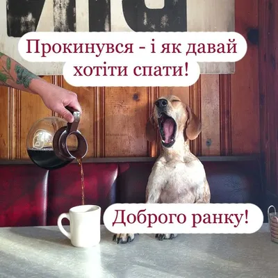 Смішні картинки Доброго ранку | Funny photos, Good morning, Humor