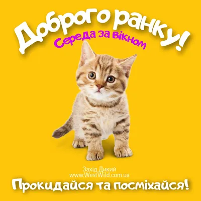 Доброго ранку та хорошого дня у понеділок — листівки та картинки на вайбер  українською - Телеграф