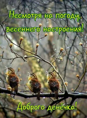 Идеи на тему «Доброе утро в любую погоду» (560) в 2023 г | доброе утро,  погода, открытки