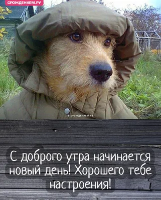 Открытка "С добрым утром" со смешной собакой в куртке на даче • Аудио от  Путина, голосовые, музыкальные