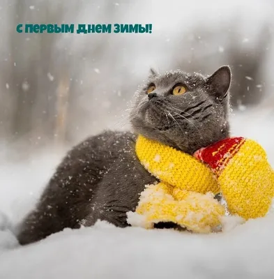Картинка "С добрым зимним утром!", с прикольным котиком • Аудио от Путина,  голосовые, музыкальные