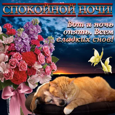 Всем доброй ночи друзья! #коты и - ARAMIS777 - 