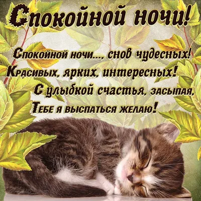 Спокойной ночи!Котики желают сладких снов!Всем Спать!Красивое музыкальное  пожеланиеМИР ПОЗДРАВЛЕНИЙ - YouTube