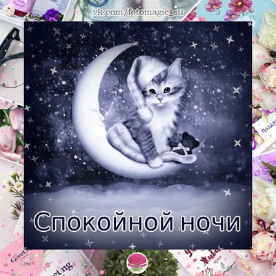 Котики | Спокойной ночи😴#котики #спокойнойночи | Дзен