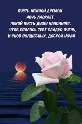 Olgа🌺 on Twitter | Счастливые картинки, Ночь, Смешные открытки