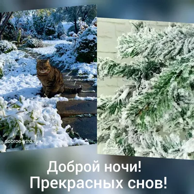 Открытки "Спокойной ночи!" для мужчин (205 шт.)