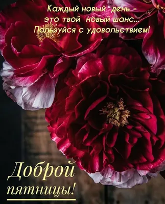 Лучшие идеи (150) доски «Утро пятницы» | утро пятницы, открытки, пятничный  юмор