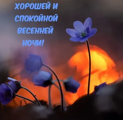 Доброй ночи! Сладких снов! Пожелание спокойной ночи | Поздравляшки.  Видео-поздравления и футажи | Дзен