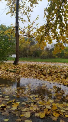 Пять причин, почему полезно гулять под дождем. ☔🍁🌧 | 🍎В краю садов🍏 |  Дзен