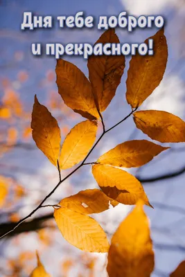 День/🍁Осень🍁/Котик/Утро | Счастливые картинки, Осенние картинки, Осенний  день