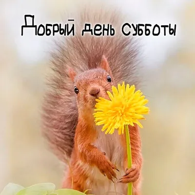 Добрый день!❤☘🕊 в 2023 г | Томи, Открытки, Мир