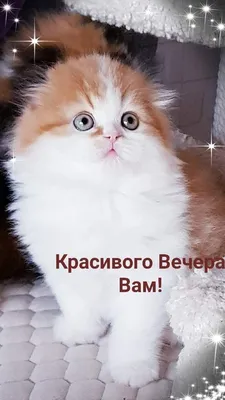 Милые котики - Добрый вечер))) | Facebook