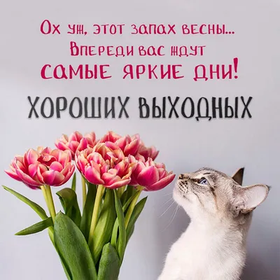 100+ классных идей как пожелать хороших выходных