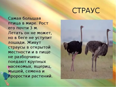 Плакат. Животные Африки (550х770) — купить книги на русском языке в  DomKnigi в Европе