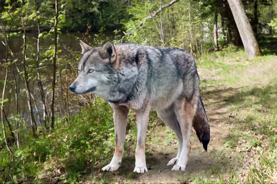 Обыкновенный волк (Canis lupus)