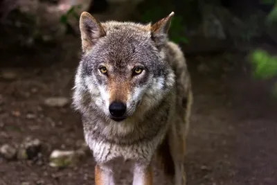 В следующем сезоне охоты на волка волчатники Ленобласти смогут получить  компенсацию за добычу cерого хищника.