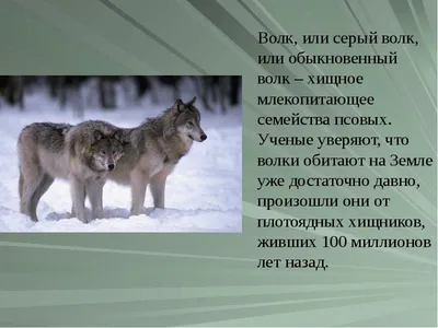 Численность волков в Казахстане стабильна и регулирование ведется в  ограниченном порядке - Единый экологический интернет-ресурс