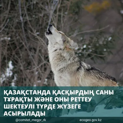 В Резекненском крае волки нападают на собак - Происшествия - Rēzeknes ziņas