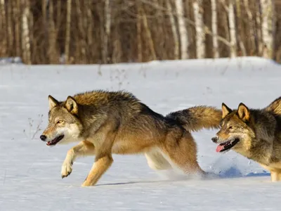 Презентация на тему: "Животные степи. Степной волк Степные волки по  сравнению с лесными меньше размером, более светлой тускло-желтой окраски,  особенно зимой, когда их шерсть.". Скачать бесплатно и без регистрации.