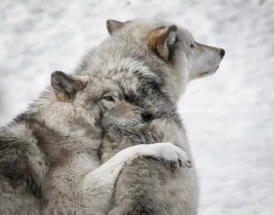 Полярный волк (Canis lupus tundrarum) — Зоопарк «Лимпопо» г. Нижний  Новгород – Нижегородский зоопарк