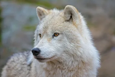 На севере Крыма застрелен волк – это уже восьмой случай за два месяца »  