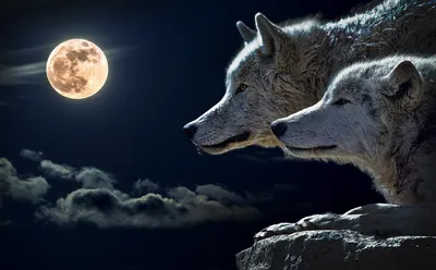 Австралийские ученые планируют вернуть к жизни вымершего сумчатого волка